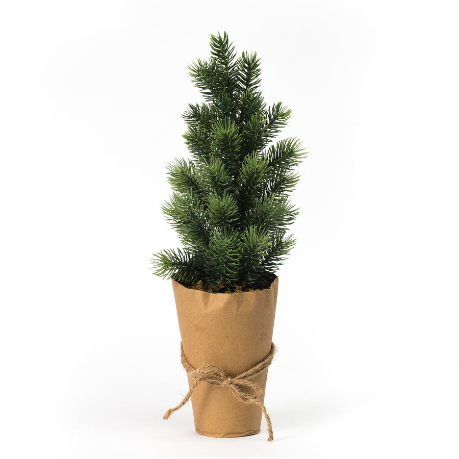 Evergreen Tree in Kraft Paper Pot, Large